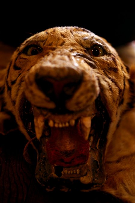 Loading tiger