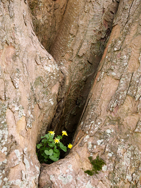 Loading Celandine